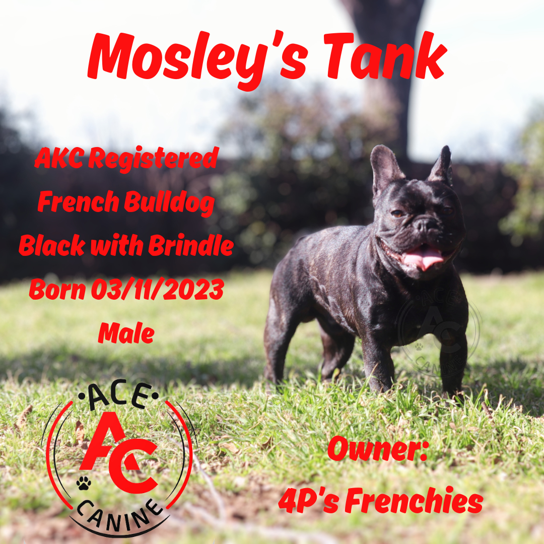 Male French Bulldog named Mosley's Tank